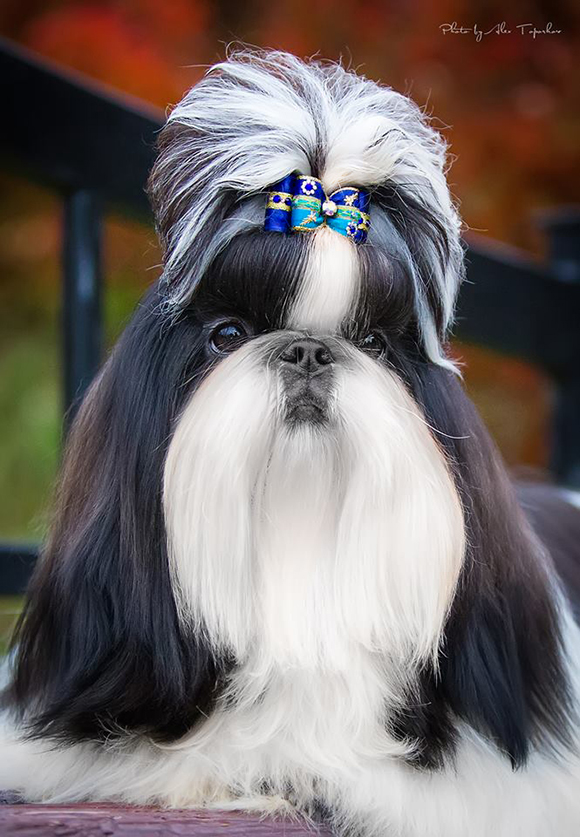 shih-tzu